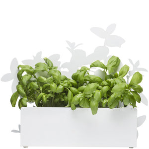 White Herb Stand